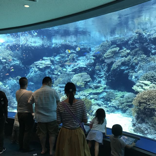 絕美 美麗海水族館