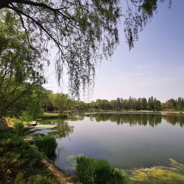 🌳🌸🏞️ 西山公園⛩️大自然的綠洲 🌳🌸🏞️