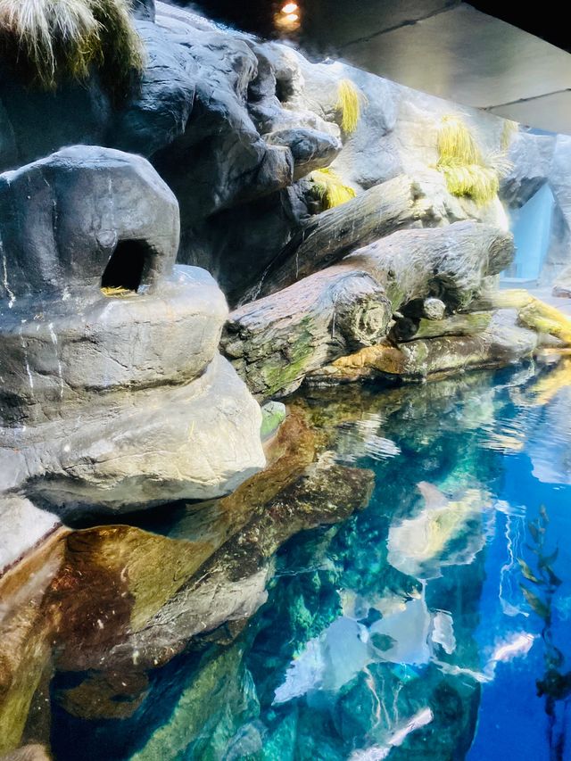 Osaka Aquarium Kaiyukan 🐬🪸🪼🦭🦦🐠🐡🐟🐧