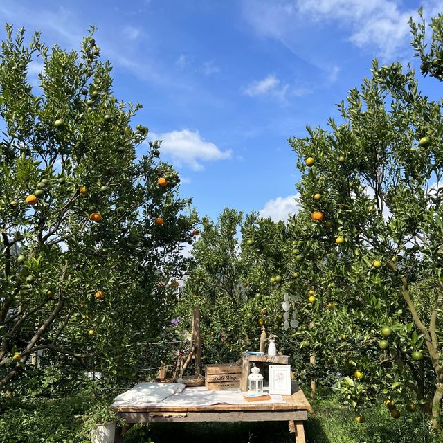 JINJU the orange farm