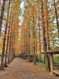 늦가을 즐기기 딱좋은 메타세콰이어길🍂