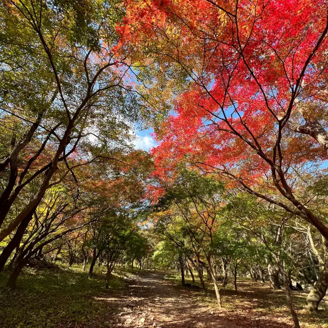 The Place with Eternal Autumn Foilage!