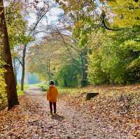 Autumn Bliss on Rheinquai's Edge