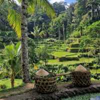 Charms of green Ubud 