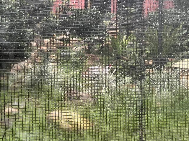 本地動物園—香港動植物公園
