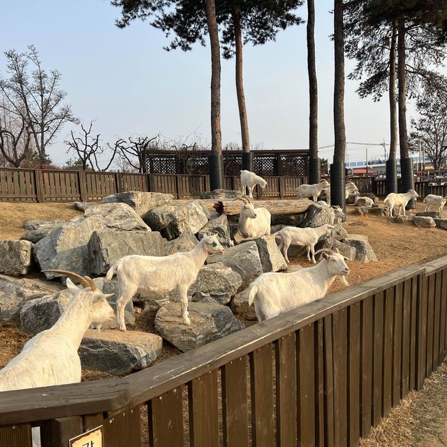 동물과 소통하고 체험이 가능한 곳!! <안성 팜랜드>