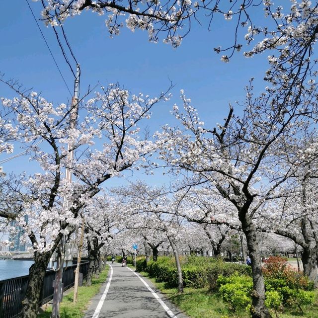 Kema Sakuranomiya park in spring