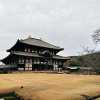 Play with the deer at Todaiji Temple 🦌