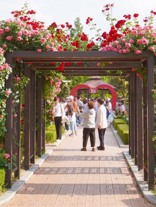 대구에서 가장 핫한 유명장미명소 🌹💗