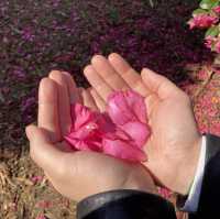 제주 동백꽃 명소 “동백 포레스트”🌺