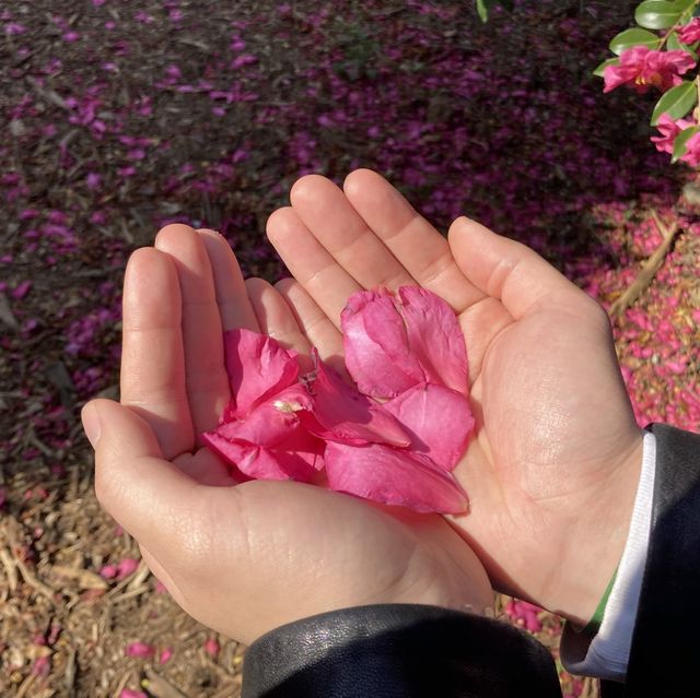 제주 동백꽃 명소 “동백 포레스트”🌺