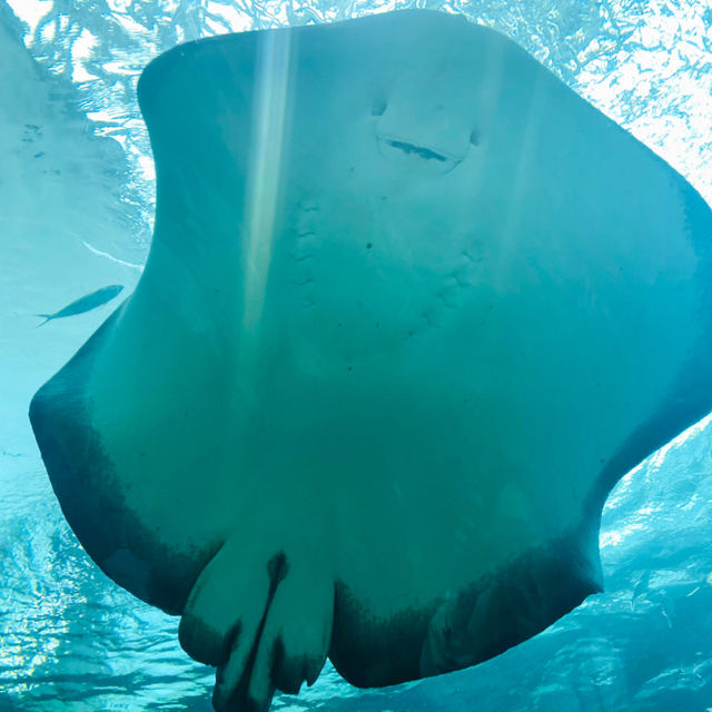 พิพิธภัณฑ์สัตว์น้ำท่าเรือนาโกย่า 名古屋港水族館