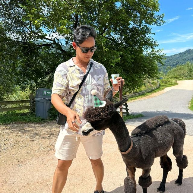 Have you walk an Alpaca?