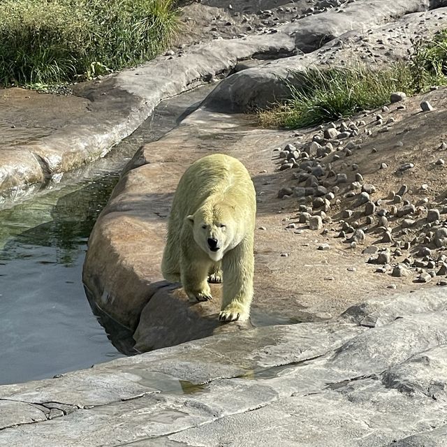 円山動物園