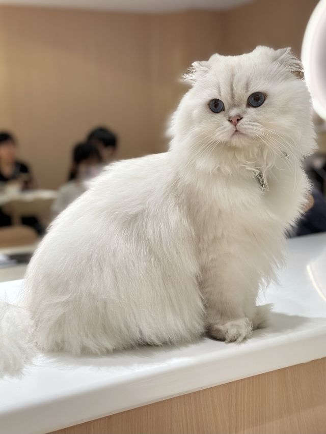 一家大細開心嘅喵喵cafe-「😺URBAN cafe」