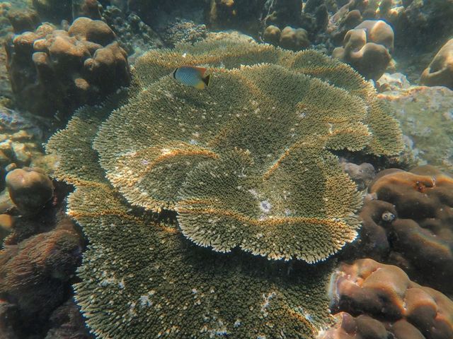 ชมทุ่งประการังที่เกาะย่านเชือก|ทะเลพม่า