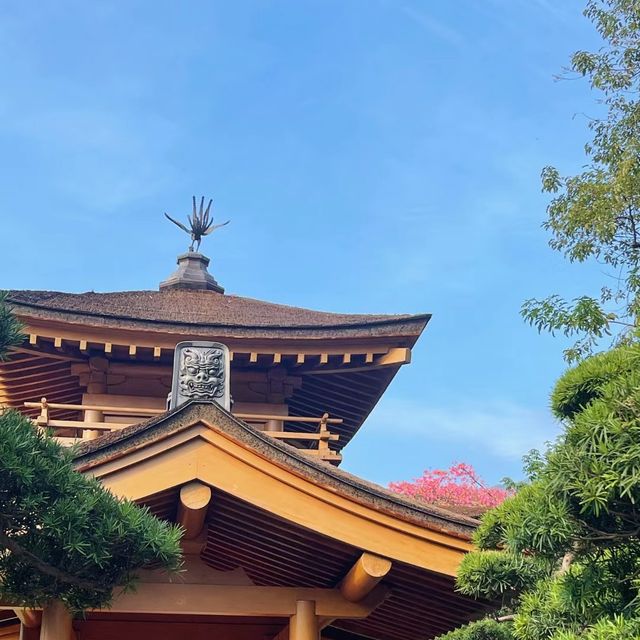 身臨其境的禪意寧靜 🏞️🧘‍♀️ 南蓮園池