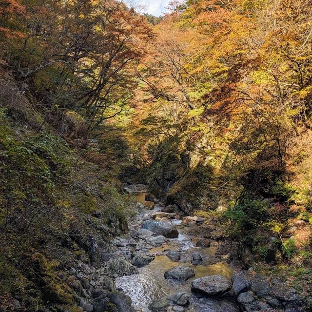 大山隱歧國立公園 🏔️🌳山林探險🚶🌲
