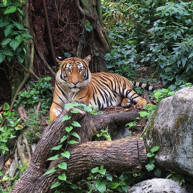 Singapore Zoo