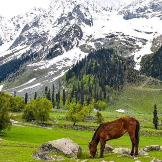 A side view of Kashmir 