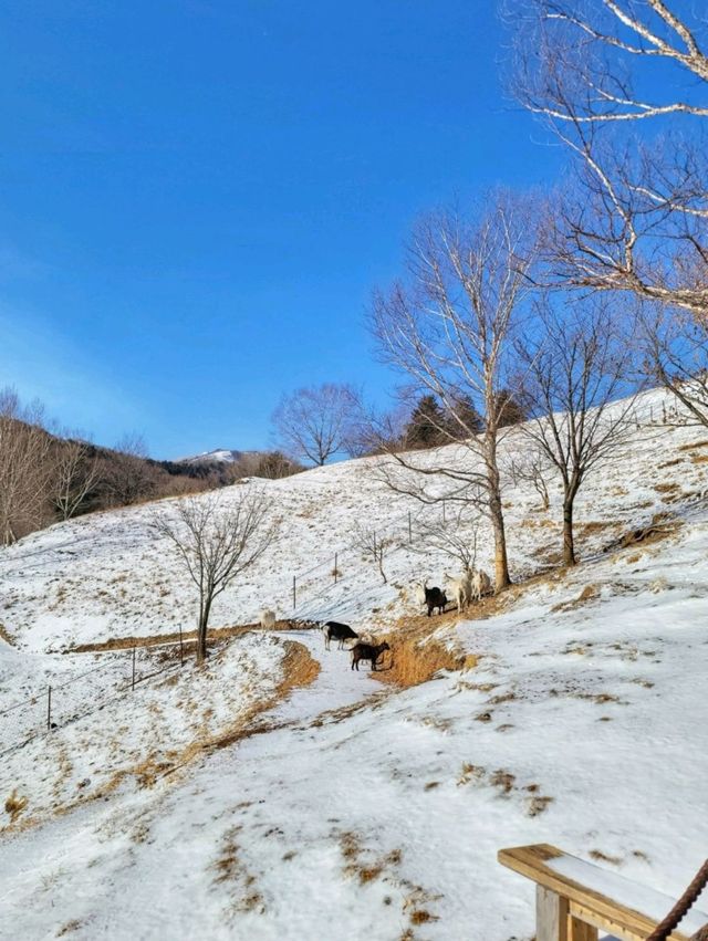 태백에서 눈구경 하기 좋은 산양목장🐏❄️