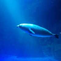 🦈🐠롯데월드몰 아쿠아리움에서 물고기 먹이주기🐬🐳