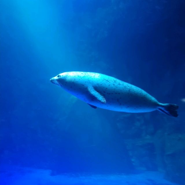 🦈🐠롯데월드몰 아쿠아리움에서 물고기 먹이주기🐬🐳