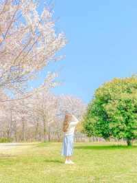벚꽃 최애 스팟, 사천 선진리성🌸