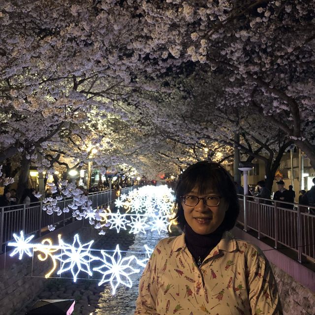 鎮海//余佐川賞櫻及夜櫻