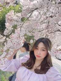 강릉에 핑크빛으로 물들어버린 팝콘 스팟 🌸💗