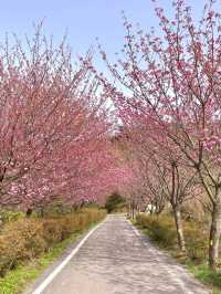 '서산 겹벚꽃 명소' 문수사 겹벚꽃 개화현황🌸