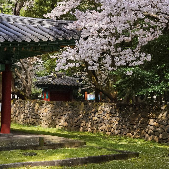 제주공항과 가까운 고즈넉한 삼성혈🌸