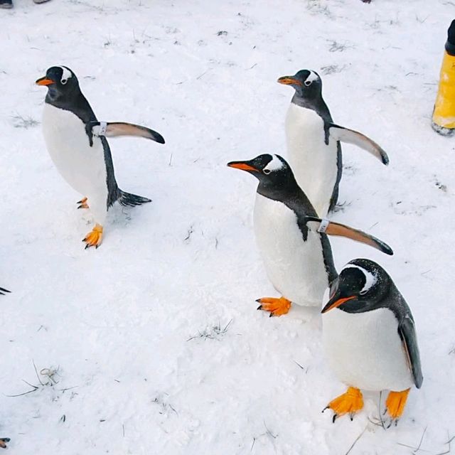 ชมความน่ารักของพาเหรดเพนกวิน ที่ Otaru Aquarium