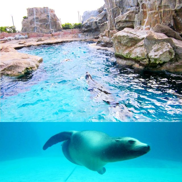 Fun Time at Hong Kong Ocean Park