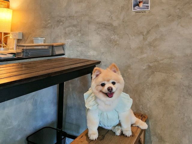 คาเฟ่แกลง รสชาติดี น้องหมาเข้าได้อีกด้วย