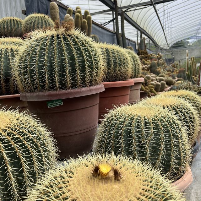 Cameron highlands must see~Cactus valley 