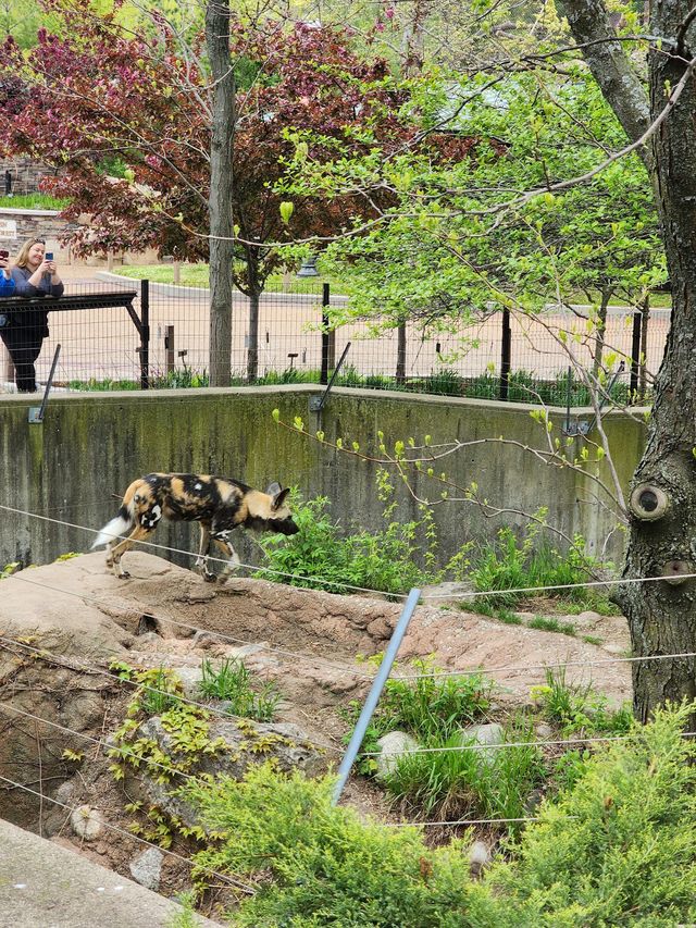 Lincoln Park Zoo 🦍✨