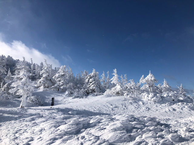 ❄️日本山形縣藏王山三種體驗：溫泉♨️滑雪⛷️樹冰❄️