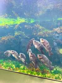 🤡Aqua World Oarai Aquarium วิวมหาสมุทรที่งดงาม