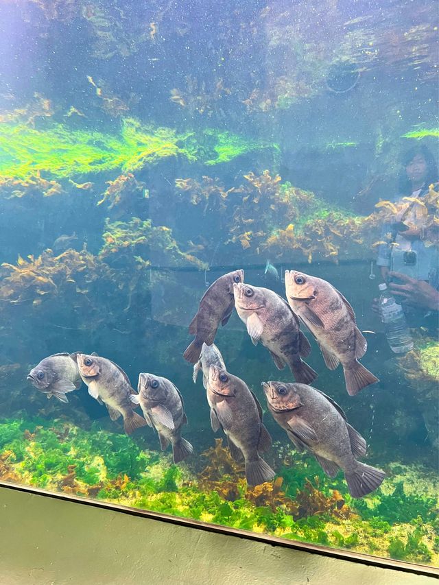 🤡Aqua World Oarai Aquarium วิวมหาสมุทรที่งดงาม