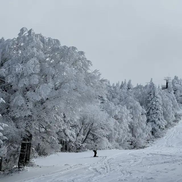 山形縣藏王溫泉看壯觀樹冰