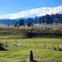 Strawberry Valley 🌸 Kashmir