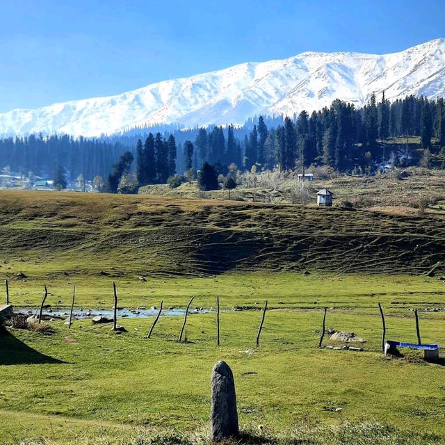 Strawberry Valley 🌸 Kashmir