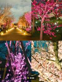  【京都】2024年も開催決定！世界遺産二条城で楽しむ夜桜イベント🌸🏯