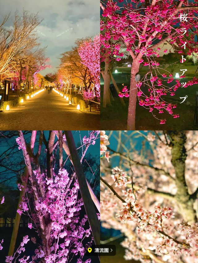  【京都】2024年も開催決定！世界遺産二条城で楽しむ夜桜イベント🌸🏯