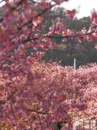 静岡　河津町の河津桜　『MAP付き　』
