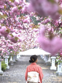 幾重にも重なった美しい花びらの遅咲きの桜🌸八重桜