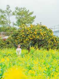 🌼제주는 지금 유채꽃이 아름답게 흩날리는 중 [제주, 휴애리자연생활공원]🌿