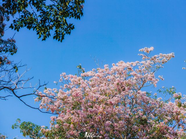 ดอกชมพูพันธุ์ทิพย์ กำลังบาน 🌸🌸🌸