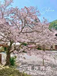 【京都】紅葉が有名だけど、実は立派な枝垂れ桜が見応えのある寺院